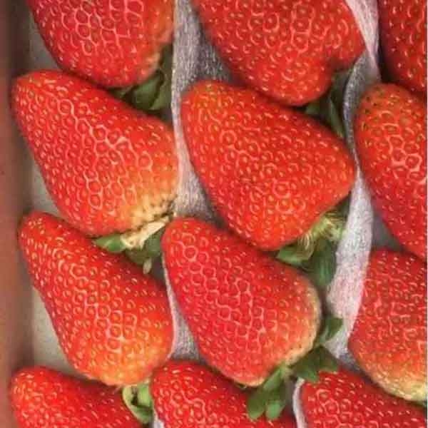 法兰地草莓特点