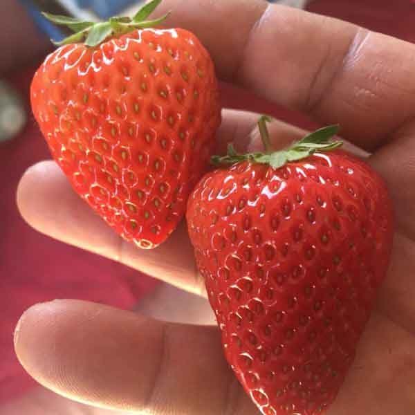 甜查理草莓苗种植