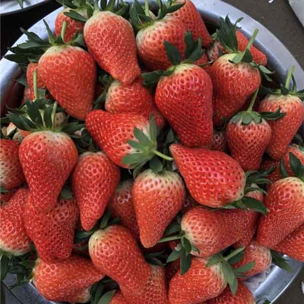 丰香草莓苗哪里有卖,丰香草莓苗多少钱一棵