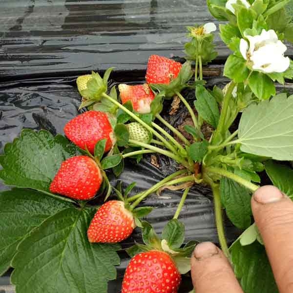 红颜草莓品种特点如何？红颜草莓苗多少钱一