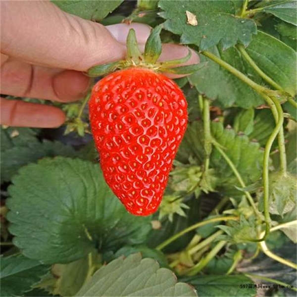 红颜草莓苗和章姬（奶油）草莓苗品种有哪些