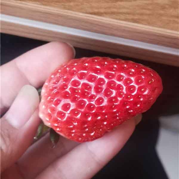 章姬草莓苗市场价格多少钱一颗？章姬草莓有