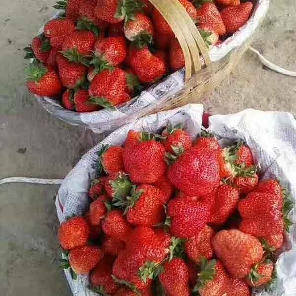 红颜草莓什么季节种植较好，红颜草莓苗多少