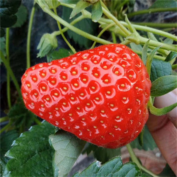 红颜草莓苗什么时间种植比较好，怎么确定时