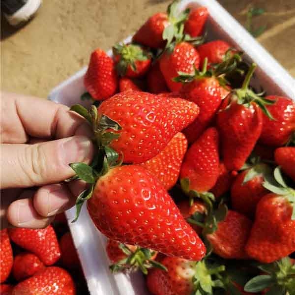 草莓苗种植如何起垄种植，草莓苗怎么样施肥
