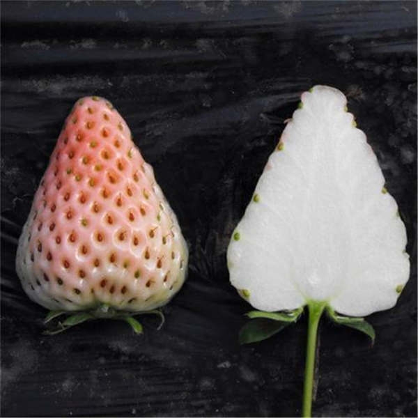 白色草莓苗品种有哪些？天使8号白草莓苗哪
