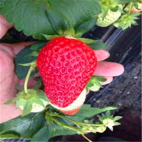 越秀草莓品种如何？越秀草莓苗在哪里能买到