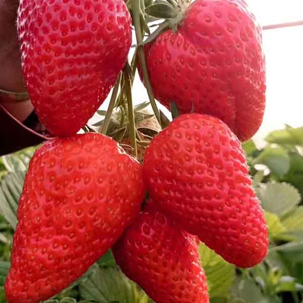 奶油（章姬）草莓苗什么时间种植，奶油草莓