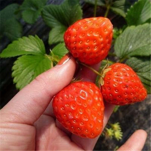 法兰地草莓种植环境如何？法兰地草莓苗哪里