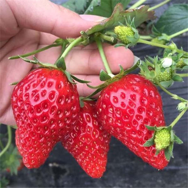 红颜草莓苗怎么种植较好，草莓种植技术学习