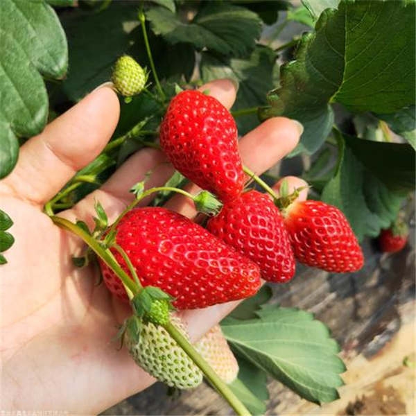 章姬草莓苗在什么时间种植比较好？牛奶草莓