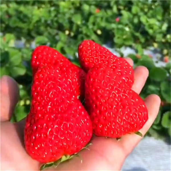 如何种好隋珠草莓苗品种，隋珠草莓苗多少钱