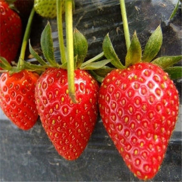 大棚种植红颜草莓苗怎么预防畸形果的产生