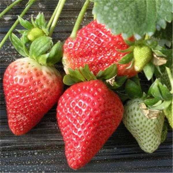 越秀草莓苗种植效益如何，越秀草莓苗种植条