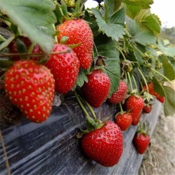 草莓苗几月份种植比较好，草莓种植季节温度