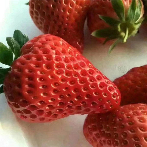 早熟‘大叶红颜草莓苗’基地批发价格多少钱
