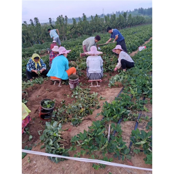 穴盘隋珠“香野”草莓苗育苗基地批发，多少