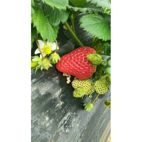 天仙醉草莓苗怎么才能买到正宗苗木、基地批
