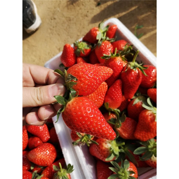 大叶红颜草莓苗品种优点有哪些？哪里有育苗