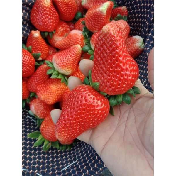 蒙特瑞草莓苗品种一年四季都可结果的品种，