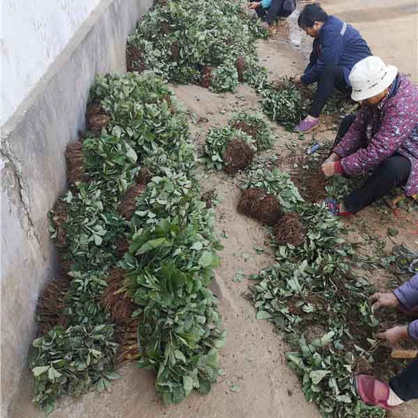 圣诞红草莓苗(图6) 圣诞红草莓苗(图6)