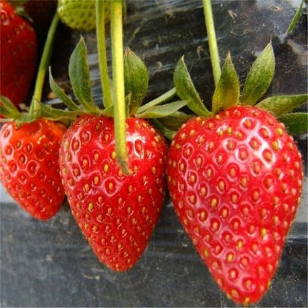 大叶红颜草莓苗哪里有卖？红颜草莓苗基地批发价格(图1)