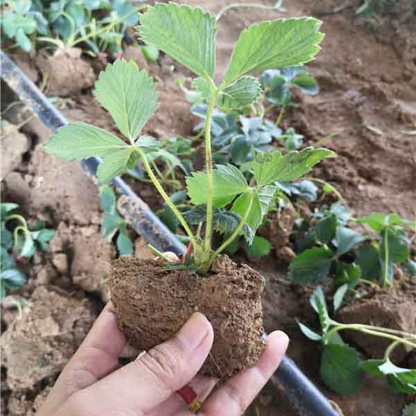 大叶红颜草莓苗哪里有卖?红颜草莓苗基地批发价格(图2) 大叶红颜草莓苗哪里有卖?红颜草莓苗基地批发价格(图2)
