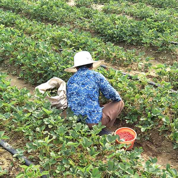 红颜草莓苗多少钱？哪里有卖红颜草莓苗(图7)