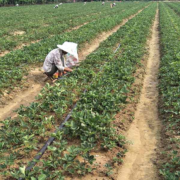 红颜草莓苗多少钱？哪里有卖红颜草莓苗(图6)