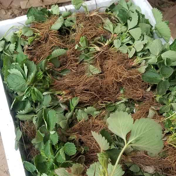 章姬草莓苗哪里有卖?章姬草莓苗批发报价(图2) 章姬草莓苗哪里有卖?章姬草莓苗批发报价(图2)