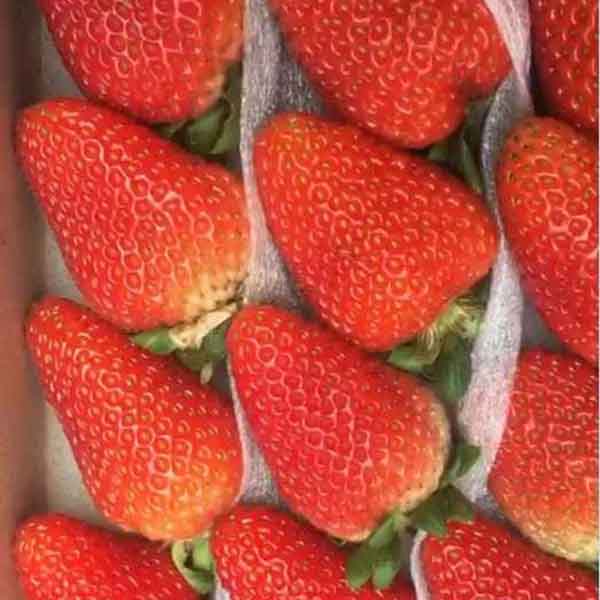 法兰地草莓特点(图1)