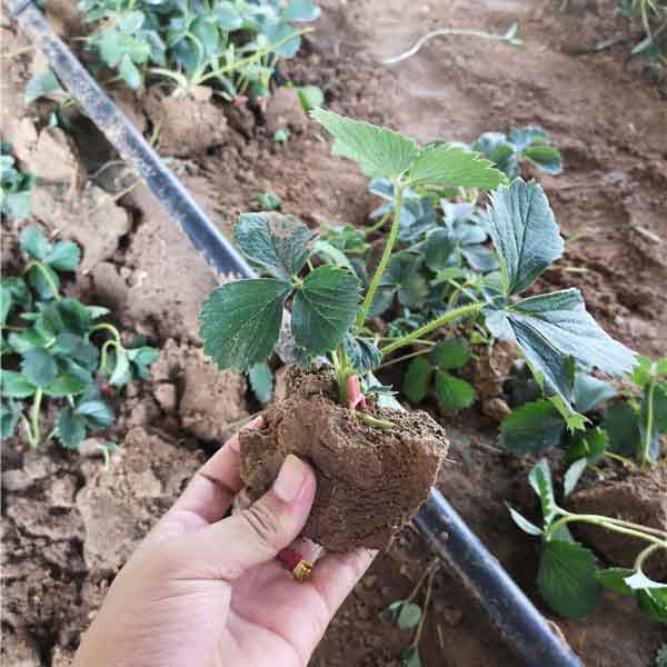 甜查理草莓苗种植(图2)