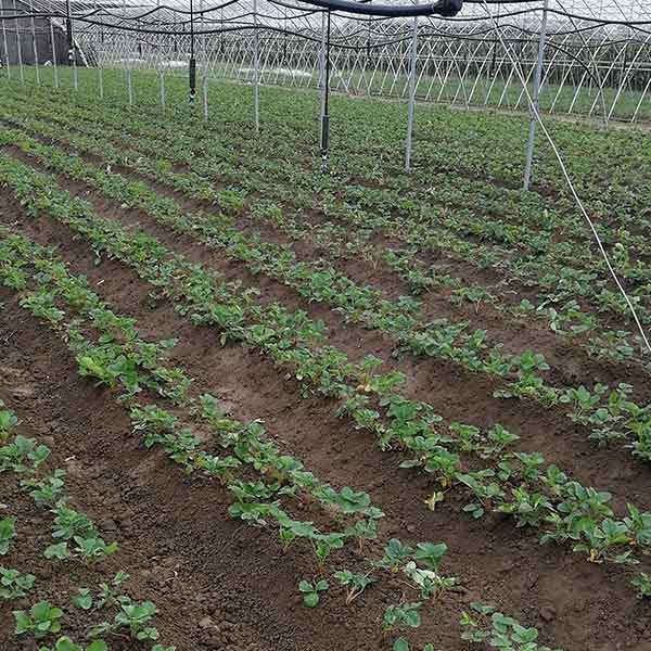 甜查理草莓苗种植(图3)