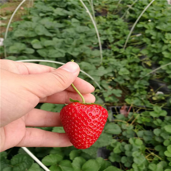 圣诞红草莓种植(图1)