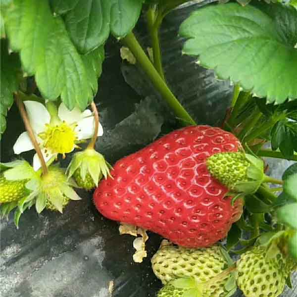 宁玉草莓苗(图1)