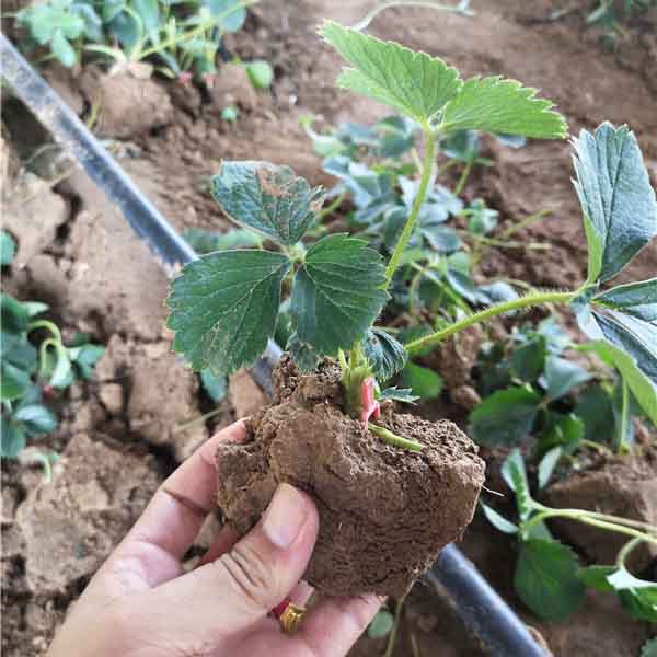 宁玉草莓苗(图2) 宁玉草莓苗(图2)