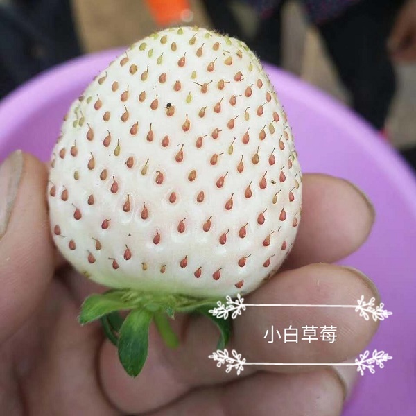小白草莓(图1)