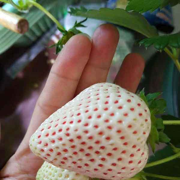 白雪公主草莓(图1) 白雪公主草莓(图1)