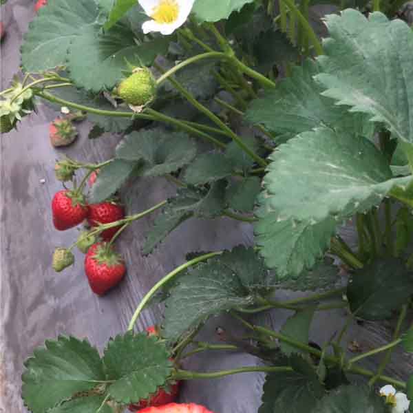香野草莓苗品种介绍,香野草莓苗多少钱一棵(图1)