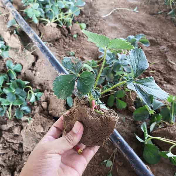 香野草莓苗品种介绍,香野草莓苗多少钱一棵(图3)