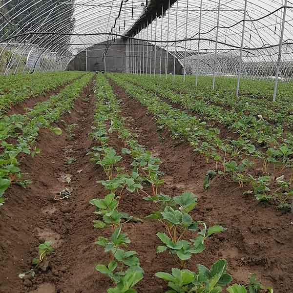 种植草莓苗在高温情况下应该怎么做比较好，预防高温的五大技巧(图2)