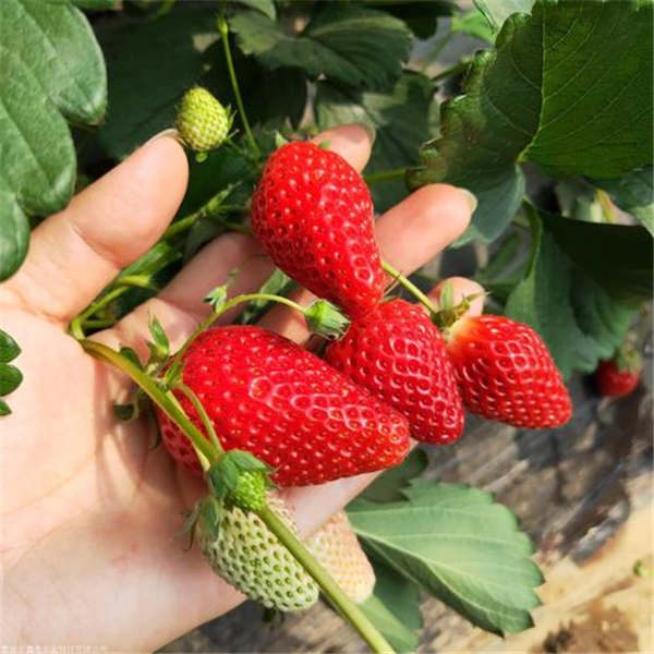 采摘草莓苗品种种植那个品种比较好‘章姬草莓苗’又称牛奶草莓(图1)