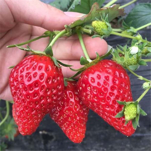 采摘草莓苗品种种植那个品种比较好‘章姬草莓苗’又称牛奶草莓(图2)