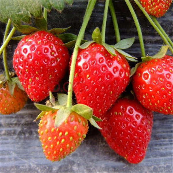 草莓苗什么时间种植比较好，红颜草莓苗种植技术(图1)