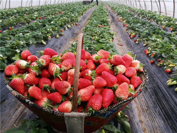 红颜草莓种植注意事项？红颜草莓苗在哪里能卖到好苗(图2)