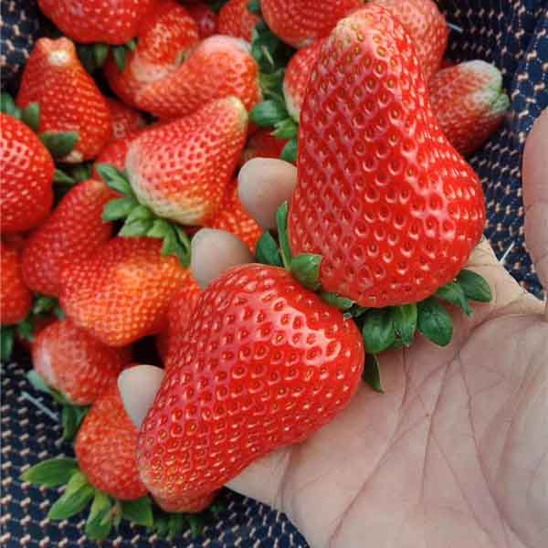 红颜草莓苗哪里有卖，红颜草莓苗多少钱一颗(图1)