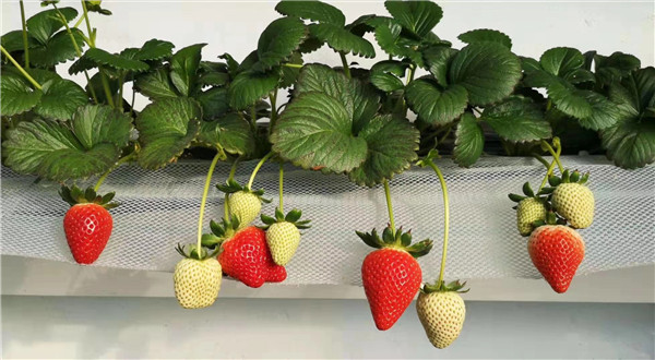 红颜草莓苗哪里有卖，红颜草莓苗多少钱一颗(图2)
